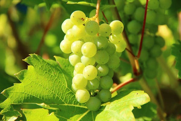 Grapes Juice